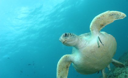 A green turtle at North Stradbroke Island